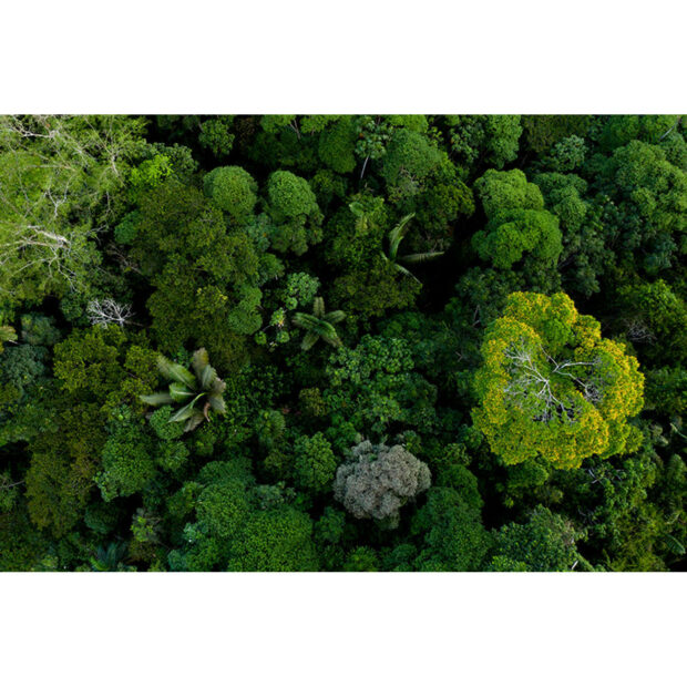 Inductiebeschermer - Amazon Forest - 89.6x51.6 cm