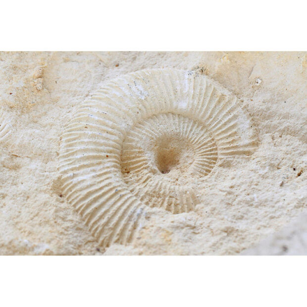 Inductiebeschermer - Ammonites Fossil - 90x52 cm